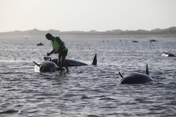 Un conservacionista ayuda a una ballena varada en Farewell Spit, un lugar famoso por varamientos de ballenas, en Golden Bay, de Nueva Zelanda. (Foto Prensa LIbre: AP)