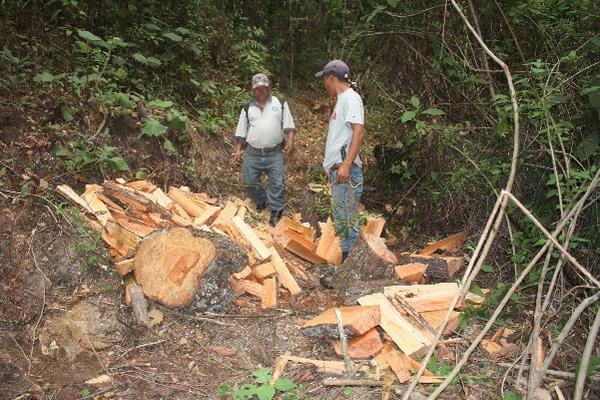 Líderes comunitarios muestran restos de árboles de distintas especies.
