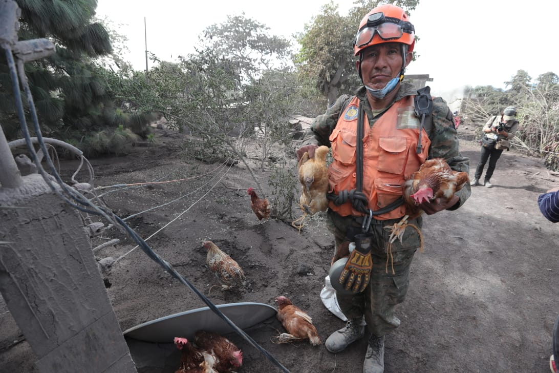 Aves, perros, gatos y otros animales fueron dejados a su suerte en las áreas afectadas por el Volcán de Fuego. Algunos fueron rescatados por socorristas y voluntarios.