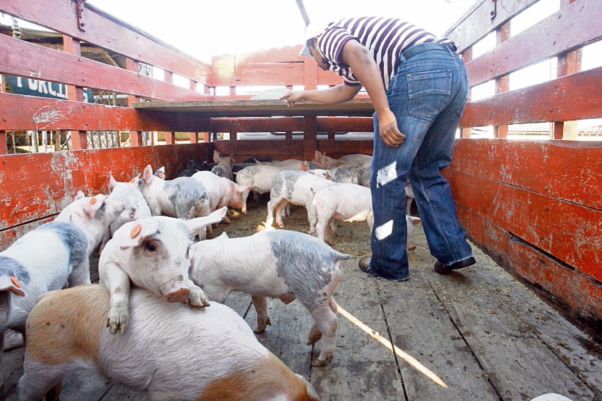 Trasiego desmedido de cerdos impacta a la porcicultura nacional y causa competencia desleal. (Foto Prensa Libre: Oscar Rivas)