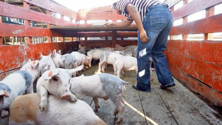 Trasiego desmedido de cerdos impacta a la porcicultura nacional y causa competencia desleal.