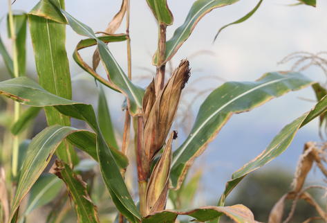 Aunque los campesinos El Moján, El Progreso intentaron salvar sus cosechas, las mazorcas no crecieron lo suficiente debido a la falta de agua.