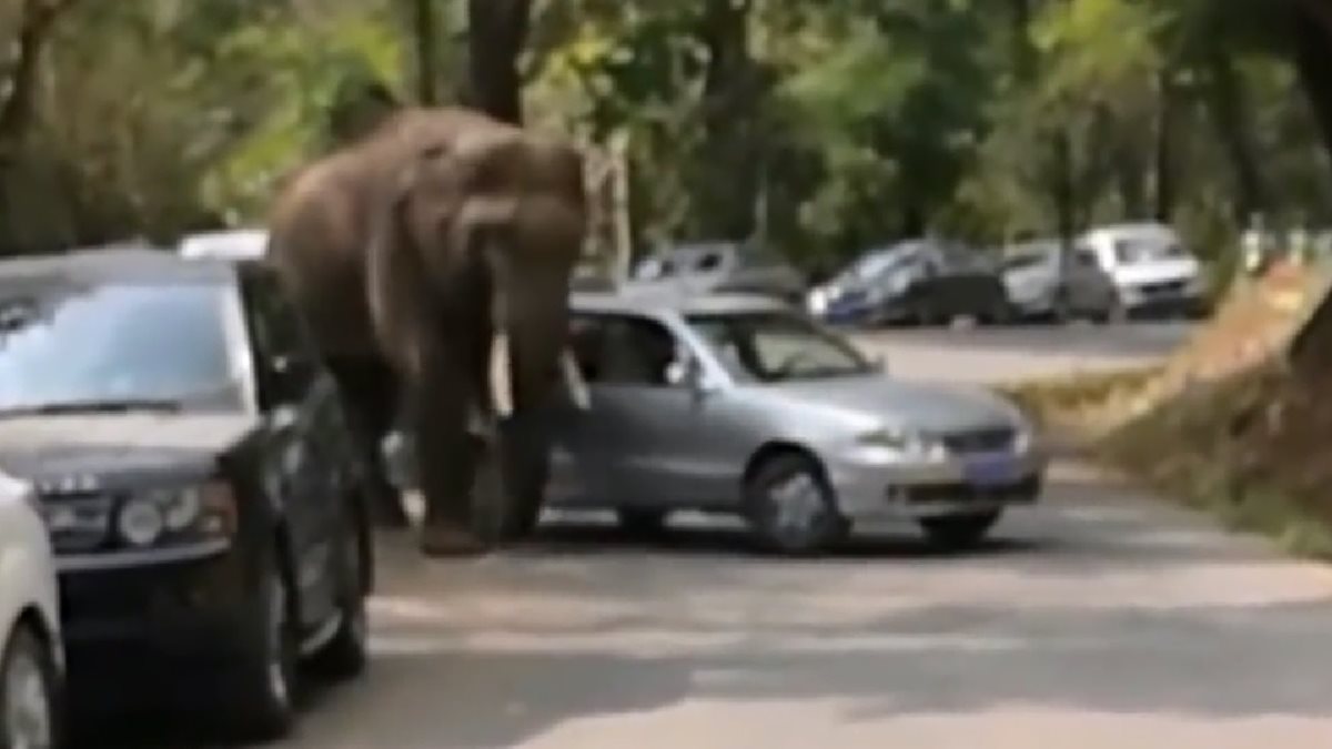 Imagen de video muestra al elefante que daña varios automóviles.