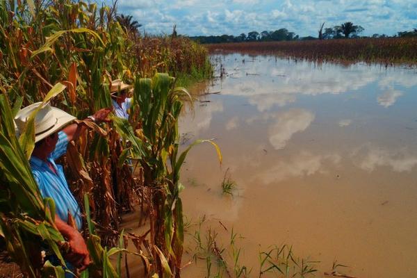 El desborde del río Salinas, Sayaxché inundó 40 manzanas sembradas con maíz en  las aldeas Roto Nuevo y Mollejón. (Foto Prensa Libre: R. Escobar)
