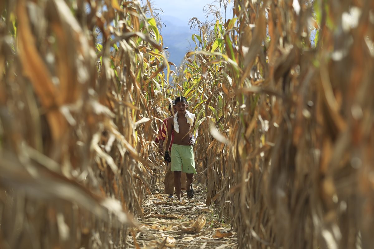 La pérdida de cosechas en Guatemala pueden atribuirse a fenómenos derivados del cambio climático. (Foto Prensa Libre: Hemeroteca PL)