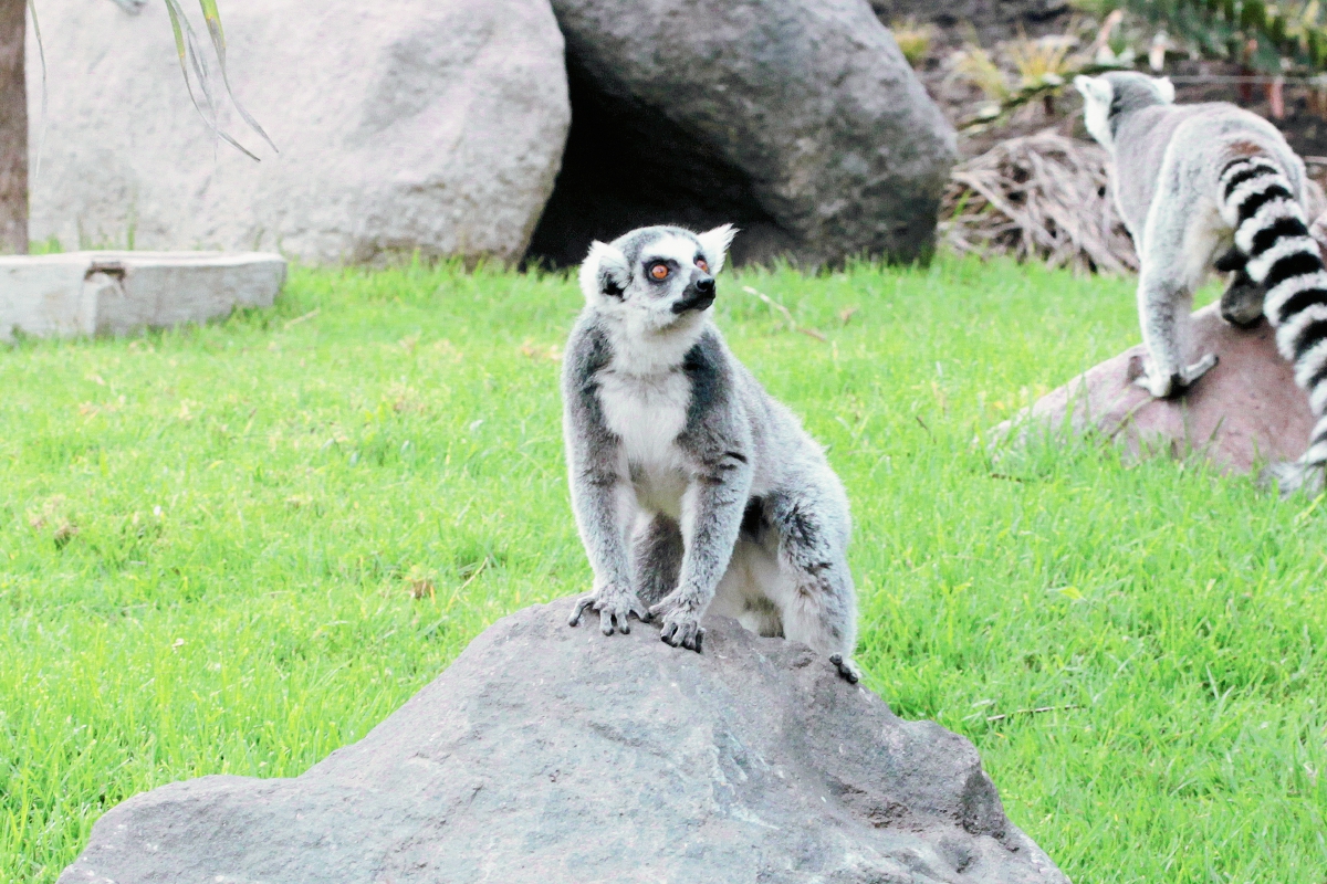 Lémures de cola anillada se encuentran en el zoológico La Aurora. (Foto Prensa Libre: Ángel Elías)
