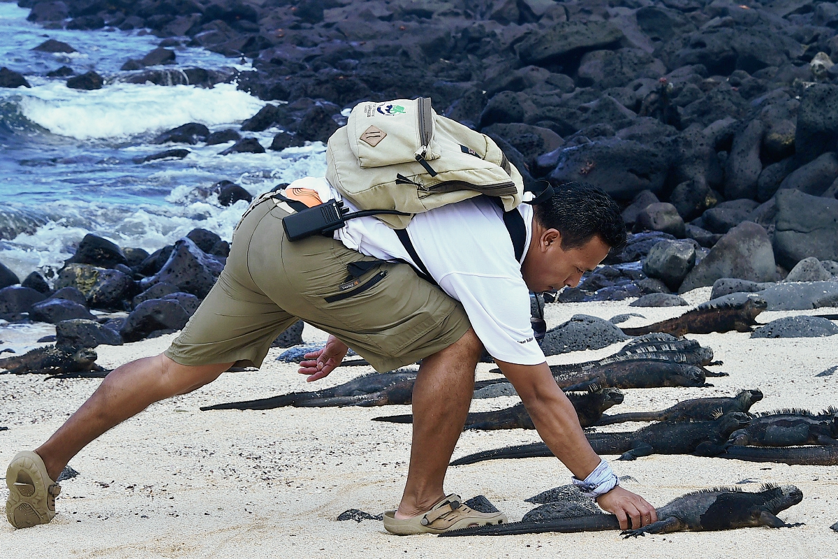 Eduardo Espinoza, científico del Parque Nacional Galápagos, monitorea iguanas marinas en la isla de Santa Cruz, de Galápagos. (Foto Prensa Libre:AFP).