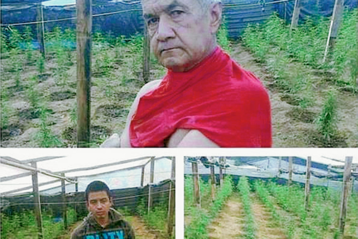 Al menos 70 matas de marihuana eran cultivadas en un vivero en Santa Cruz Balanyá, Chimaltenango. (Foto Prensa Libre: PNC)