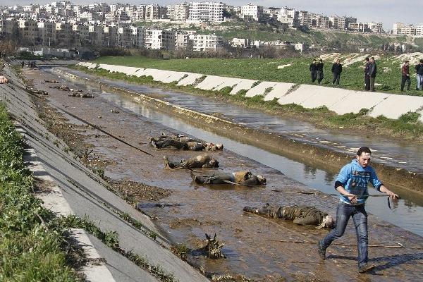 Parte de los cadáveres encontrados en un río de Alepo, ciudad rebelde de Siria. (Foto Prensa Libre: AP)