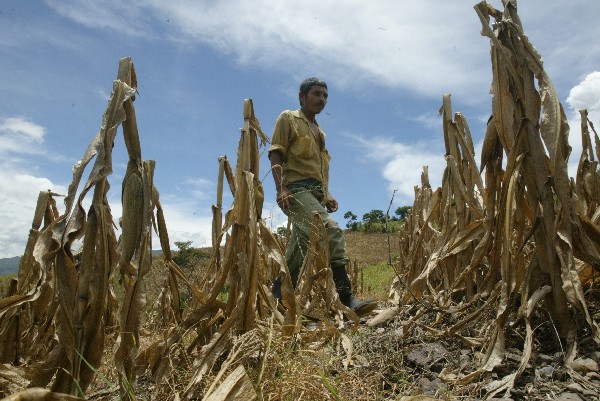 El déficit de lluvia o largas temporadas secas afectan las cosechas de granos básicos en el Corredor Seco. (Foto, Prensa Libre: Hemeroteca PL)