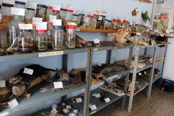 Estantería donde se encuentran varios de los animales preservados.