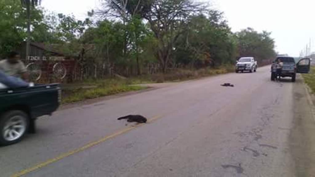 Los cadáveres de los dos monos quedaron en la ruta hacia Santa Ana. (Foto Prensa Libre: Rigoberto Escobar).