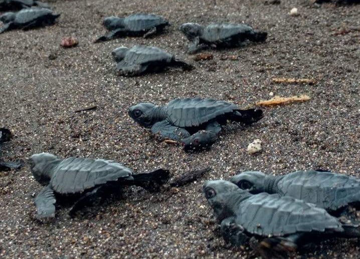 Tortugas son liberadas para conservar la especia. (Foto Prensa Libre: Cortesía Bestours Guatemala).