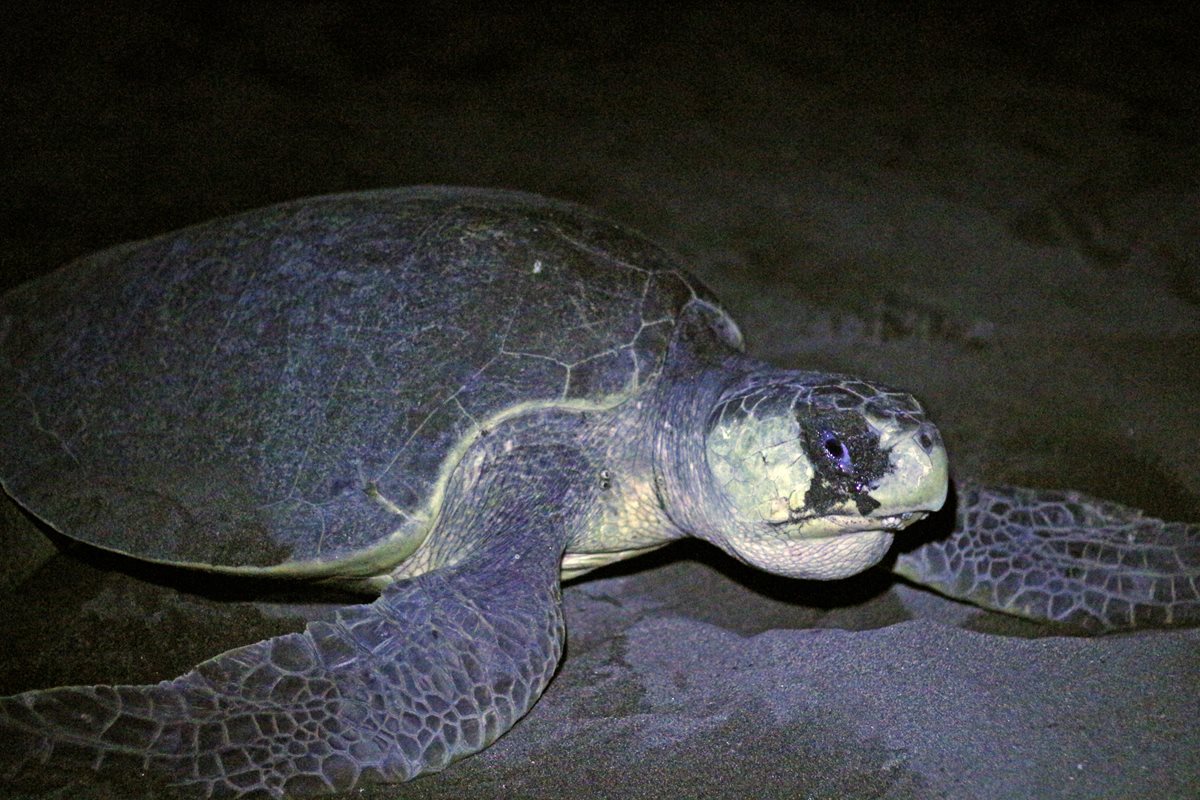 Las tortugas marinas pueden medir más de dos metros de largo. (Foto Prensa Libre: Cortesía Marvin Grijalva)