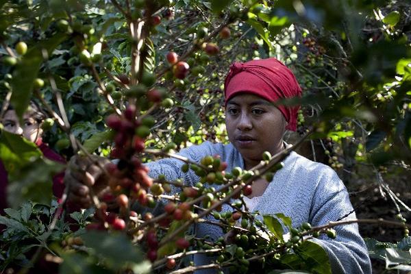 La roya es un hongo que impacta en los cultivos de café en Centroamérica. (Foto Prensa Libre: EFE)
