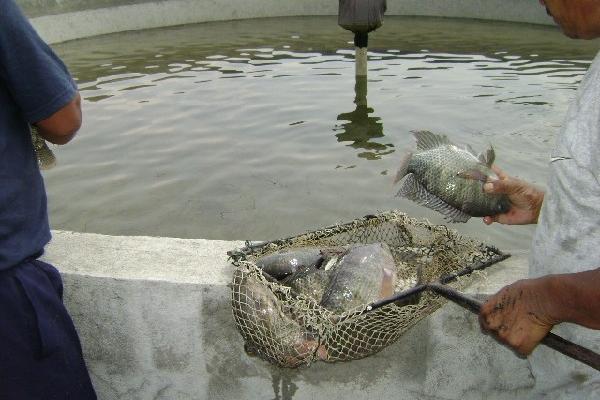 LA PRODUCCIÓN de pescado dura todo el año.