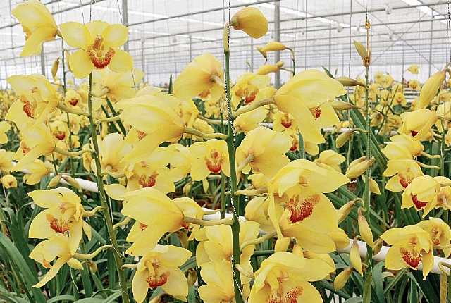 Orquídeas guatemaltecas adornan el mundo y son las más vendidas en 2016