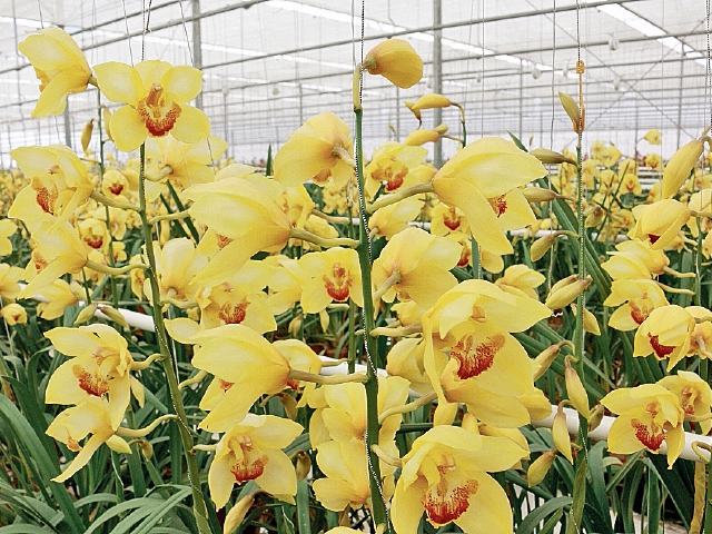 La orquídea fue la especie de flor más vendida en el 2016. (Foto Prensa Libre: Agexport)
