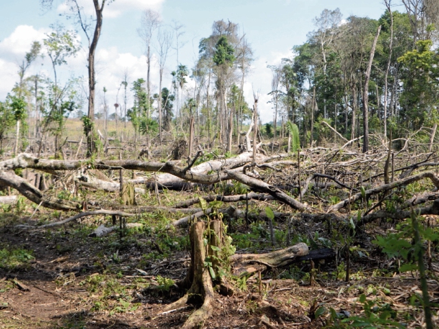 Autoridades ambientales estiman que en abril último, un grupo de invasores taló 15 hectáreas en el sitio arqueológico Dos Pilas, Sayaxché. (Foto Prensa Libre: Rigoberto Escobar)