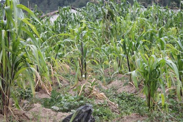 Alto porcentaje de siembras de maíz está en riesgo en Totonicapán. (Foto Prensa Libre: Édgar Domínguez)