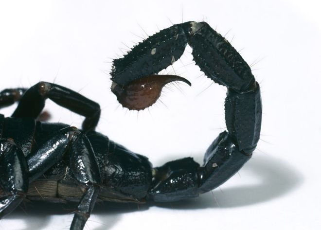 "Sin veneno estaríamos acabados", dice el experto del Museo de Historia Natural de Londres, Ronald Jenner. NHM