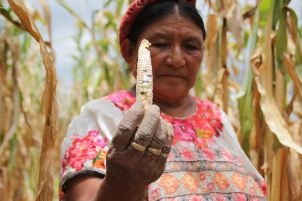 María Mendoza, de 53 años, originaria de la aldea Exchimal,  Huehuetenango muestra los daños ocasionados por la sequía en su cosecha  de maíz.