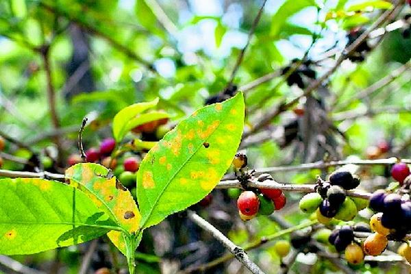 La roya dañó los cultivos de café.