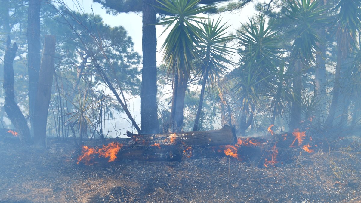 A pesar de los esfuerzos de vecinos y bomberos las llamas consumieron varias hectáreas de bosque.(Foto Prensa Libre: Mario Morales)