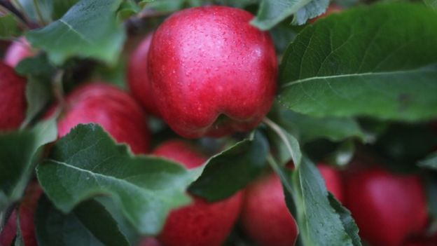 ¿Manzanas con morfina? GETTY IMAGES