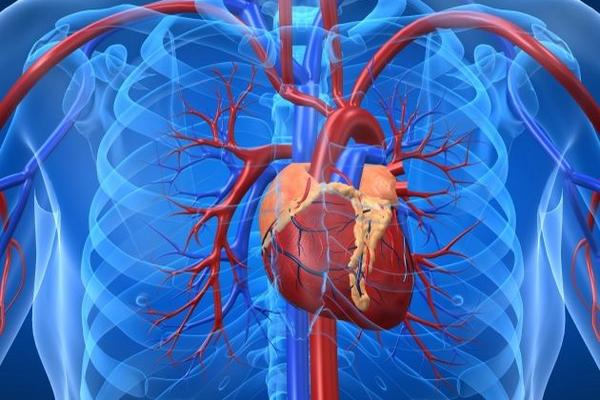 Crean el primer marcapasos biológico