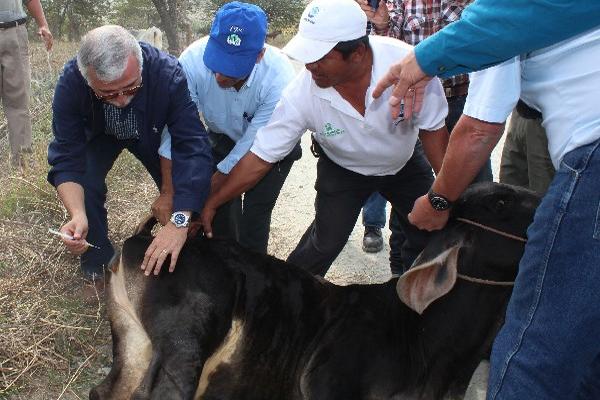 Técnicos  del Maga aplican vacuna  contra la rabia  a un ternero,   en  Rabinal, Baja Verapaz.
