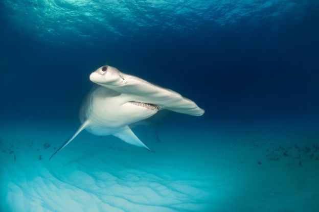 También se han descubierto casos de madres vírgenes entre los tiburones martillo. GETTY IMAGES