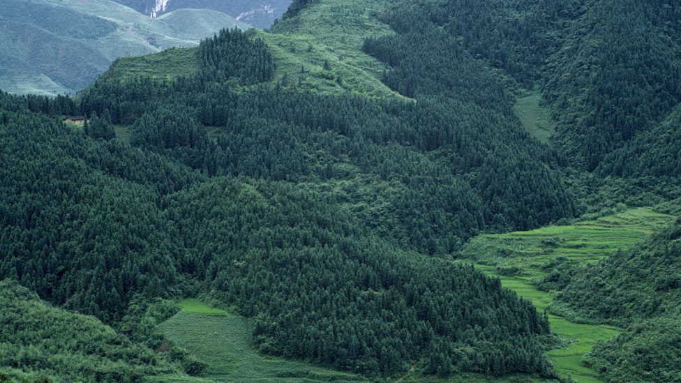 El incremento de bosque en el hemisferio norte se debió en parte a esfuerzos de reforestación en China. GETTY IMAGES