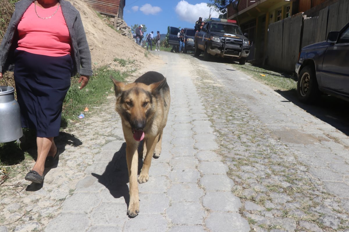 Perros callejeros son maltratados por una vecina en Los Jazmines, San Pedro Sacatepéquez, San Marcos. (Foto Prensa Libre: Whitmer Barrera)