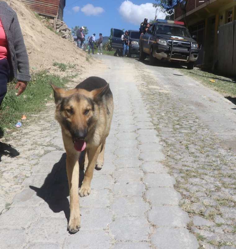 Perros callejeros son maltratados por una vecina en Los Jazmines, San Pedro Sacatepéquez, San Marcos. (Foto Prensa Libre: Whitmer Barrera)
