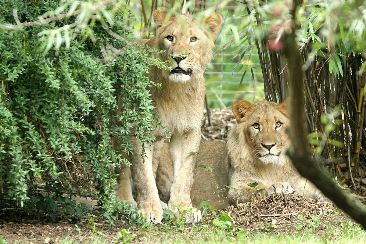 "Motshegetsi" (izq.) fue sacrificado por personal del zoológico mientras que su compañero "Majo" (der.) fue devuelto a su jaula. (Foto Prensa Libre: AP).