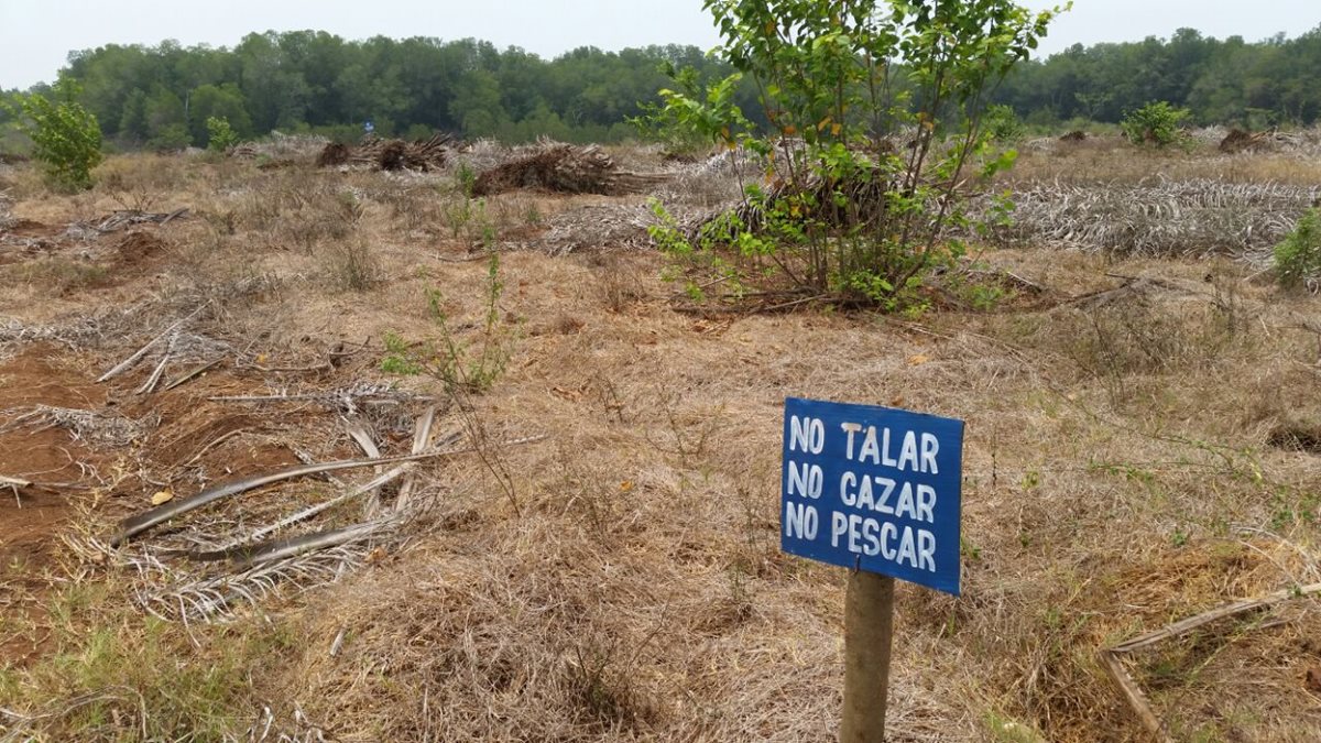 Área donde permanecía una plantación de palma africana, en Manchón Guamuchal. (Foto Prensa Libre: Conap)