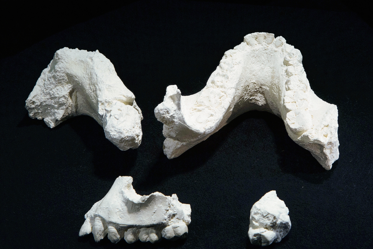 Fósiles del Australopithecus deyiremeda que fueron encontrados en Etiopía y que supondrían un escalón más en la evolución humana. (Foto Prensa Libre: AP)