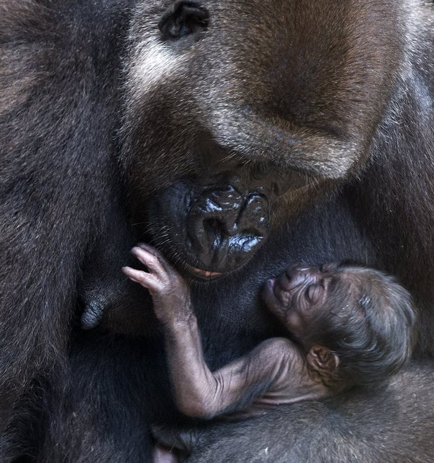 Cuatro de cada seis grandes simios de la Tierra están en grave peligro, señala informe. (Foto Prensa Libre: EFE)
