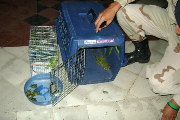 Especies rescatadas por Diprona y Conap. (Foto Prensa Libre: PNC)