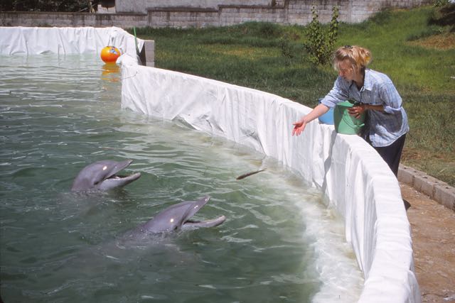 En el 2001, dos delfines fueron rescatados en Santa Lucía Milpas Altas, Sacatepéquez, por organizaciones protectoras de los derechos de los animales. (Foto Prensa Libre: Dolphin Proyect)