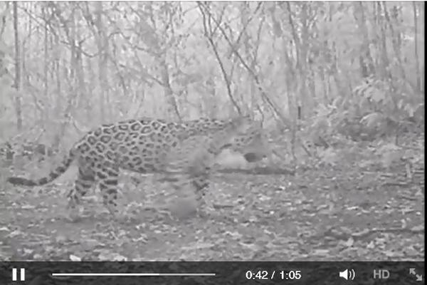 Imágenes que muestran a un jaguar en su hábitat natural. (Foto Prensa Libre: INTERNET).
