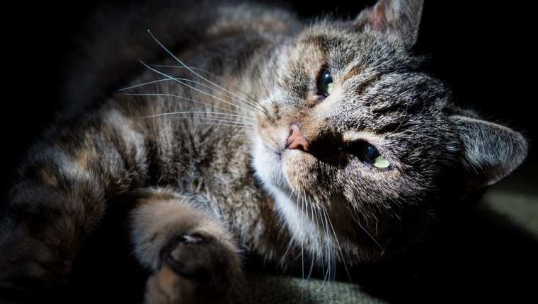 Dos gatos en Nueva York fueron diagnosticados con coronavirus luego de que fueron contagiados por humanos. (Foto: Prensa Libre: Hemeroteca)