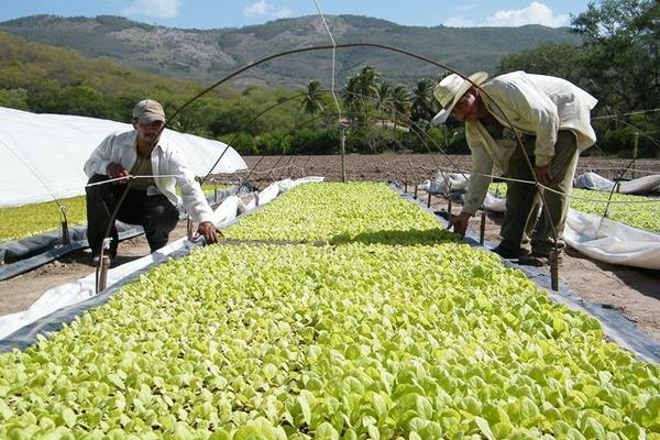 Empleados de  la finca Las Vegas, en El Jícaro, están a cargo de la formación de pilones de plantas de tabaco, a través de hidroponía. (Foto Prensa Libre: Héctor Contreras)