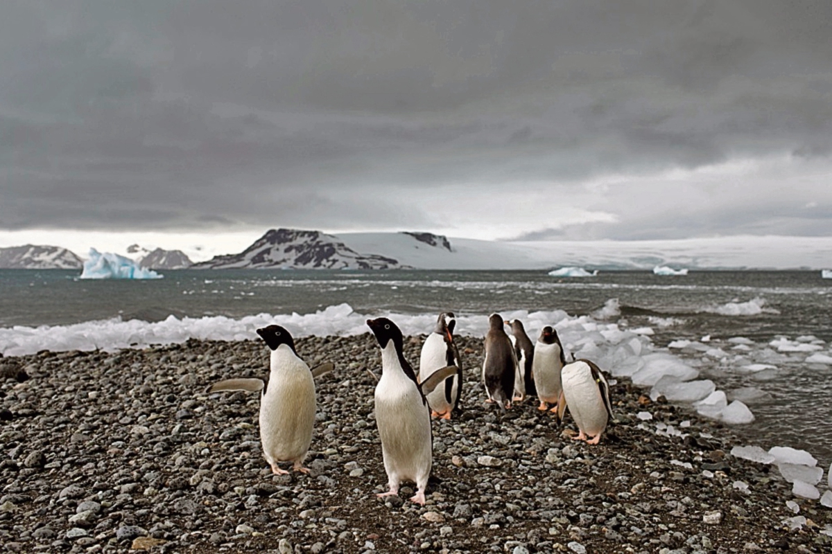 Especies animales, hielo, agua, piedras y todo lo que ofrece el continente de la Antártida ayuda a científicos a descubrir el origen del planeta.  (Foto Prensa Libre: AP)
