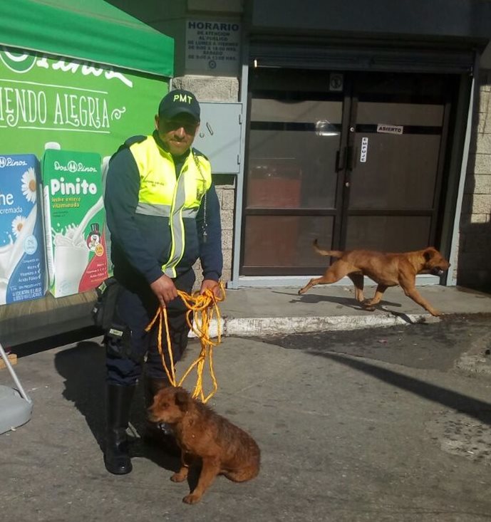 Efrén Antonio Paredes España junto a una de los perros rescatados. (Foto Prensa Libre: Cortesía)