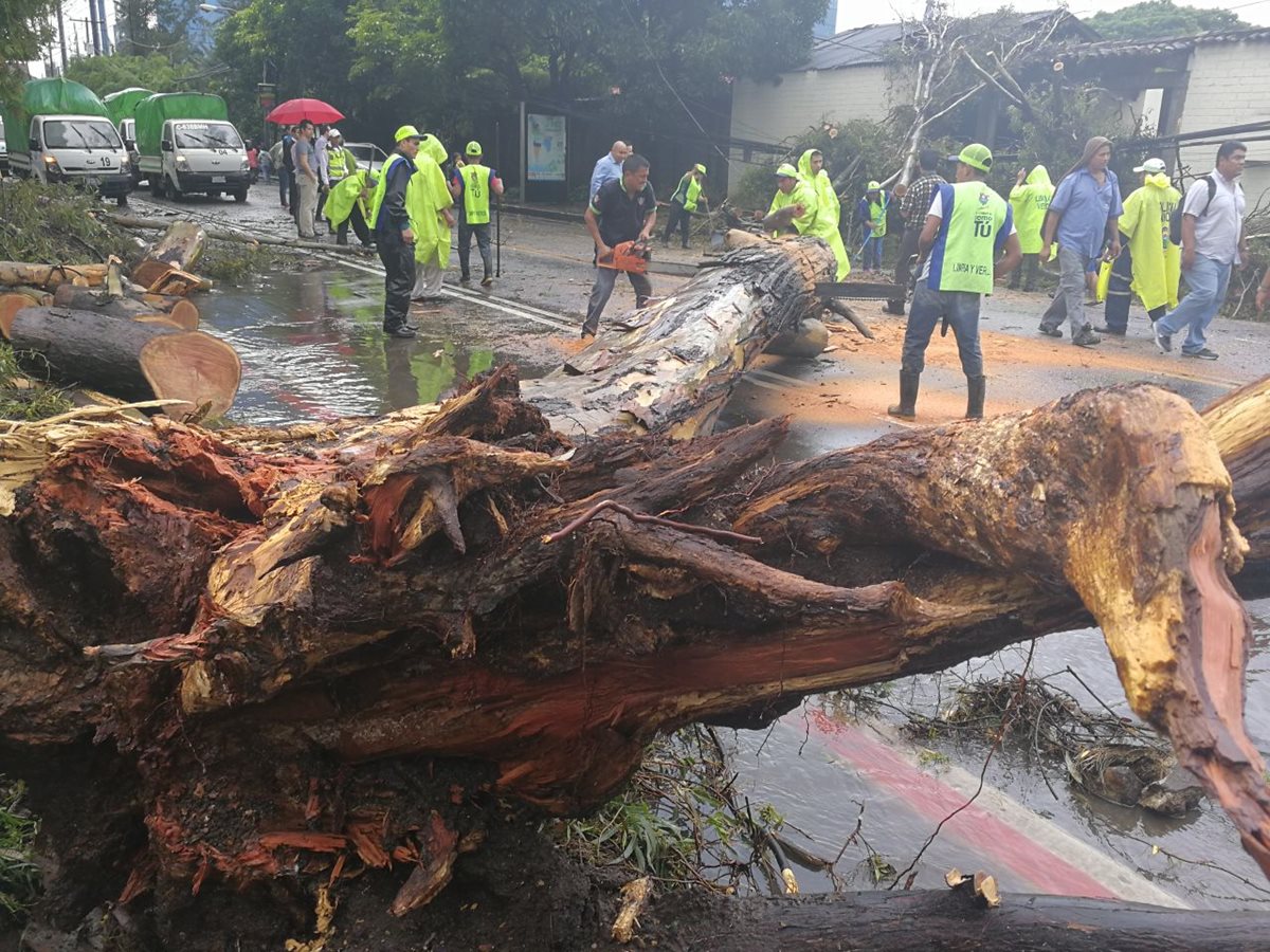 Personal de la municipalidad debió cortar el árbol en varias partes para removerlo.(Foto Prensa Libre: Esbin García)