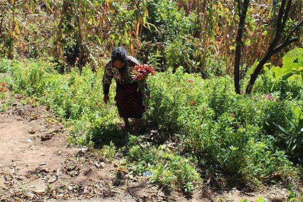 Antonia  Cojtín recoge las escasas flores que quedan en su plantación afectada por las heladas.