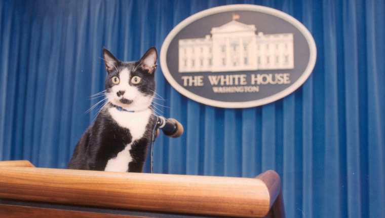 El 20 de febrero se celebra el Día del Gato, para recordar a "Socks", el felino que vivió en la Casa Blanca, y para concienciar sobre los cuidados de esta mascota.