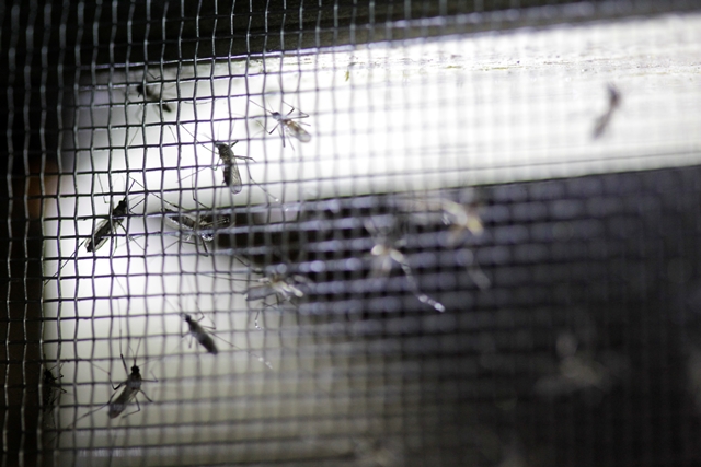 El zancudo transmisor del zika Aedes Aegypti tiene un periodo de vida estimado de 20 días. (Foto Prensa Libre: Edwin Bercián)
